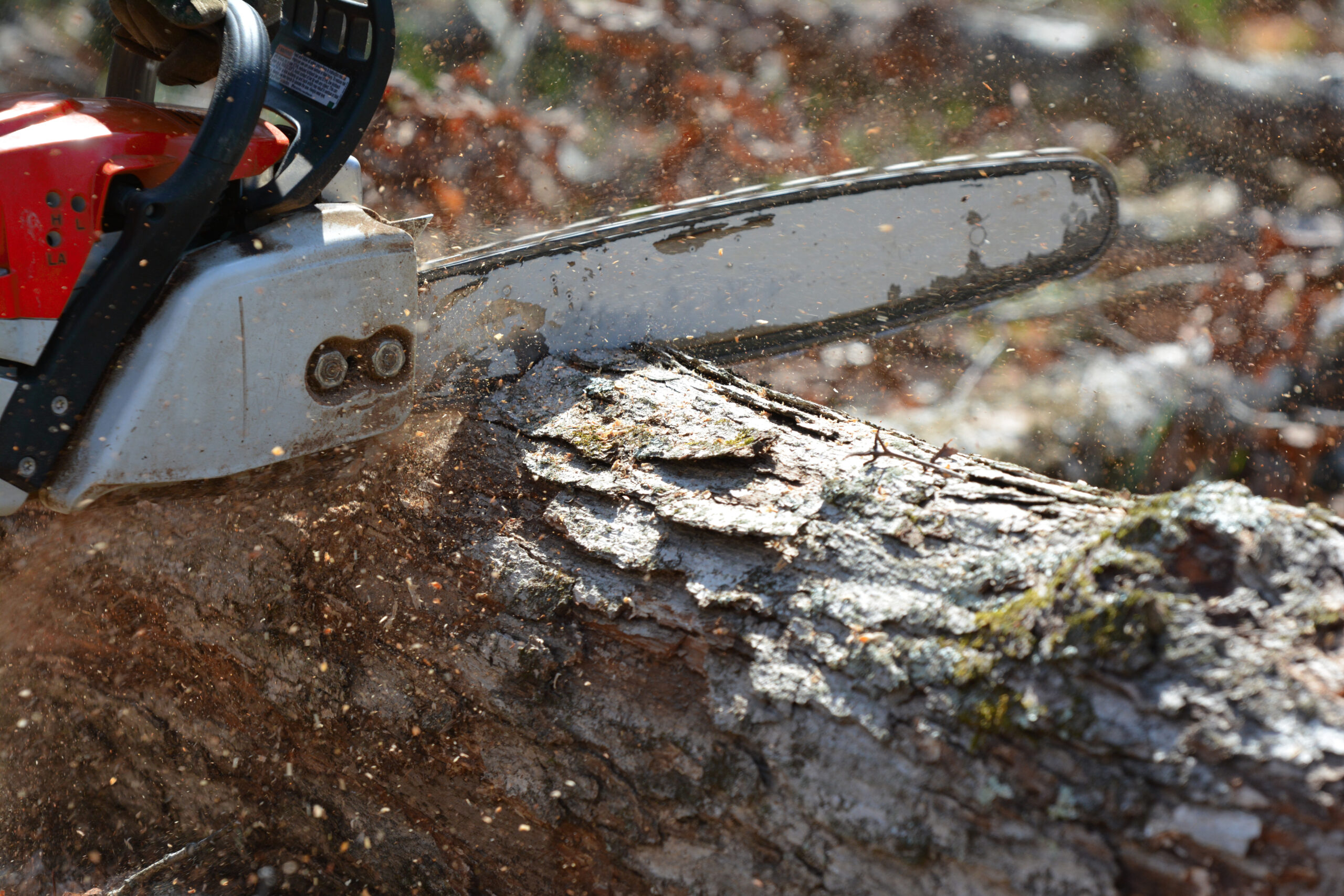 Before tree removal, we recommend clearing the area around the tree so our crew has easy access. We’ll handle all aspects of the process, including safely cutting down the tree and removing any debris. Our team will provide you with any additional preparation steps when you schedule an appointment.