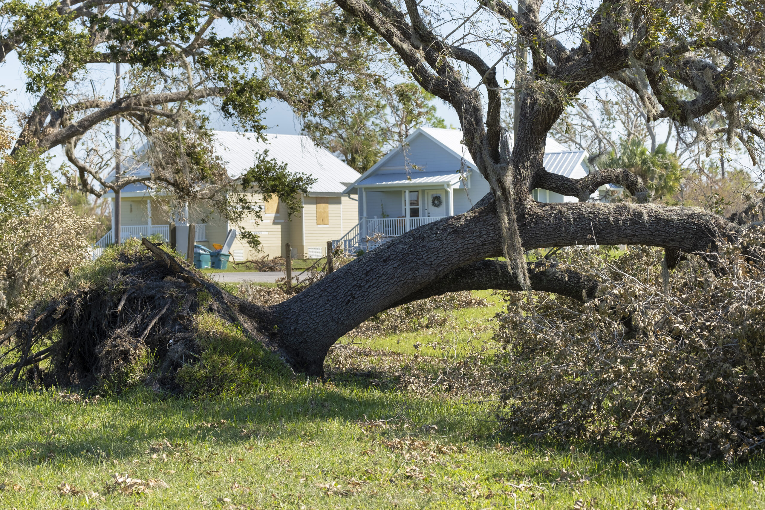 Tree pruning should generally be done once a year or as needed, depending on the type of tree and its condition. Regular pruning helps maintain the health and appearance of your trees while removing any damaged or dangerous branches. We offer expert pruning services to keep your trees in top shape.