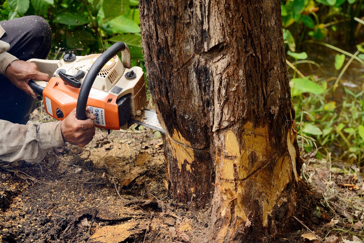 Man with chainsaw cutting the tree