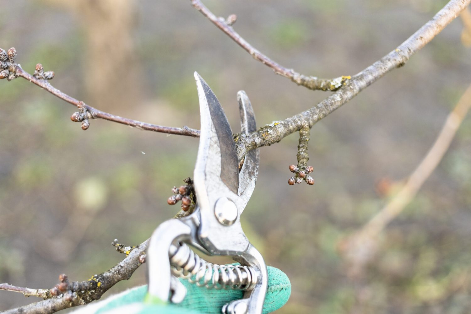 pruning cherry twig with secateurs close up in country garden